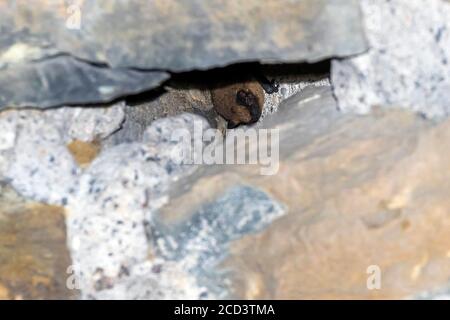 Common Pipistrelle (Pipistrellus pipistrellus) wintering in a tunnel near Yvoir, Namur, Belgium. Stock Photo