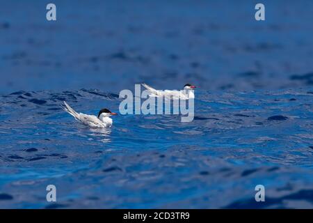 Common Tern (Sterna hirundo) sitting on the water off Pico island, Azores, Portugal. Stock Photo