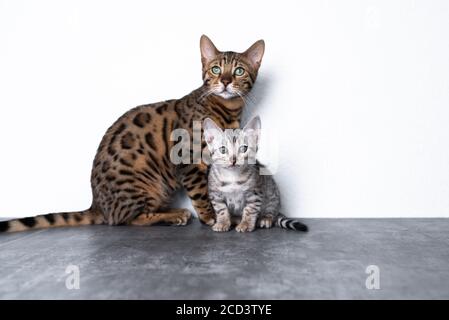 two bengal kittens standing on concrete floor in front of white wall looking at camera curiously