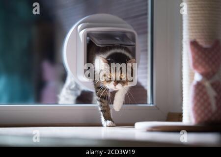 british shorthair cat entering the room by passing through a catflap in window Stock Photo
