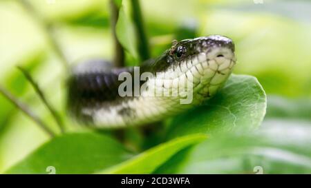 A close-up of a black and white snake reveals the texture of its skin as it climbs a green leafy tree. Stock Photo