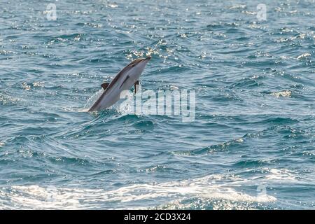 Striped Dolphin (Stenella coeruleoalba) jumping off Tarifa, straight of Gibraltar, Spain. Stock Photo