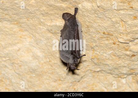 Pond Bat (Myotis dasycneme) perched on a cave in Mont Saint Pierre, Liège, Belgium. Stock Photo