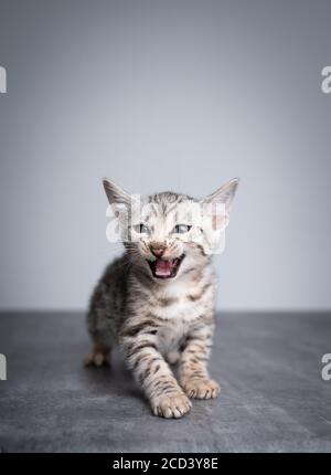8 week old black silver tabby rosetted bengal kitten standing on concrete floor looking curiously Stock Photo