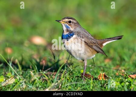 First winter male Red-spotted  Bluethroat (Luscinia svecica ssp) sitting on grass in Shams Alam Resort, Red Sea, Egypt. Stock Photo