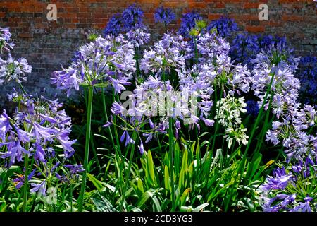 blue agapanthus flowers in english walled garden, holkham hall gardens, north norfolk, england Stock Photo