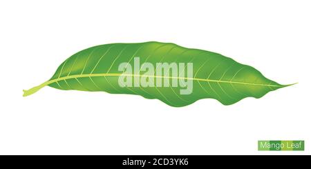 Mango Leaf Vector EPS 10 for different Indian festival such as Diwali, dhanteras, ugadi, Onam etc. Stock Vector