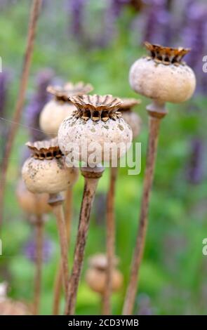 large brown poppy seed capsules in english garden, norfolk, england Stock Photo