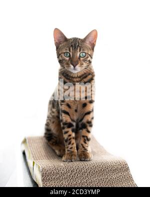 front view of a young bengal cat sitting on scratching cardboard looking at camera on white background Stock Photo