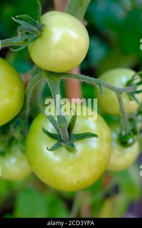 close up of green tomatoes on vine in english garden, norfolk, england Stock Photo