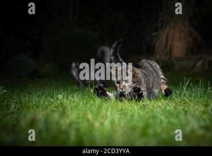 playful tabby domestic shorthair cat hunting in the back yard on lawn at night Stock Photo