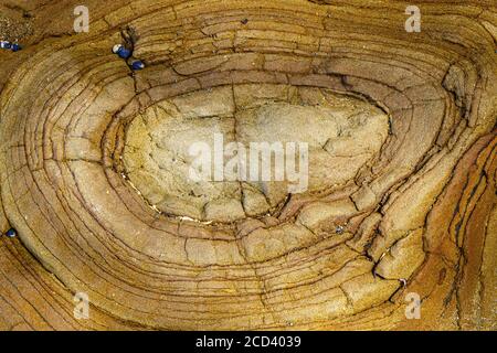 Close-up details of geological mud rock formations on Buckleton Beach, New Zealand. Stock Photo