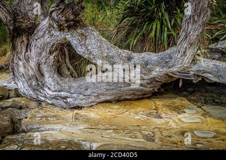An old and twisted dead tree trunk, worn and eroded, on the rocky coast at Buckleton Beach, North Island, New Zealand. Stock Photo
