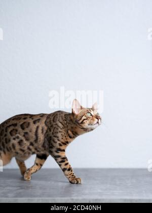 young bengal cat walking on concrete floor in front of white wall looking up curiously Stock Photo