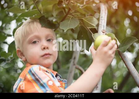 Little blond boy picking apples. Portrait Stock Photo