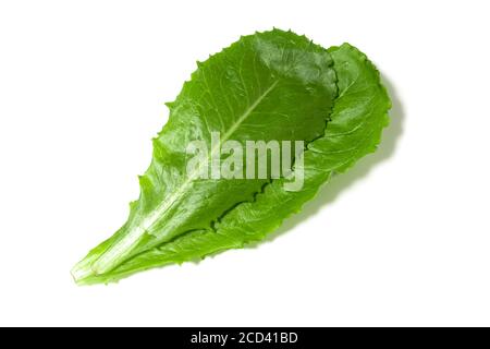 It is a kind of leaf vegetable for ssam. Ssam, one of the Korean dishes, means eating meat, rice, soybean paste, and other foods wrapped in leaf veget Stock Photo