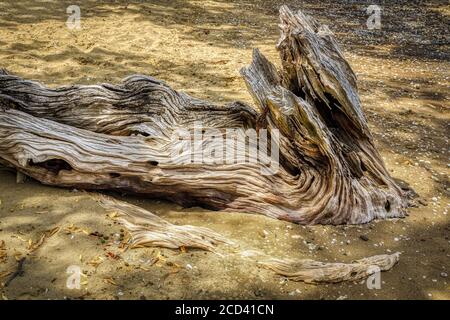 Driftwood log on a New Zealand beach. Stock Photo