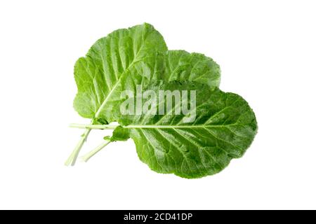 It is a kind of leaf vegetable for ssam. Ssam, one of the Korean dishes, means eating meat, rice, soybean paste, and other foods wrapped in leaf veget Stock Photo