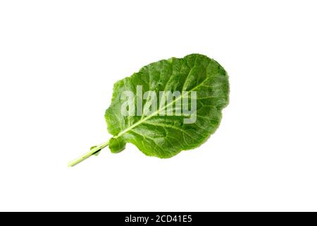 It is a kind of leaf vegetable for ssam. Ssam, one of the Korean dishes, means eating meat, rice, soybean paste, and other foods wrapped in leaf veget Stock Photo