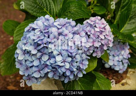 Blue Hydrangea macrophylla flower, with green leaves Stock Photo