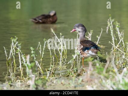 Young baby juvenile male (drake) Mandarin Duck (Aix galericulata) standing by a lake in Summer in West Sussex, England, UK. Stock Photo