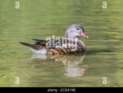 Young baby juvenile male (drake) Mandarin Duck (Aix galericulata), side view, swimming on water in Summer in West Sussex, England, UK. Stock Photo