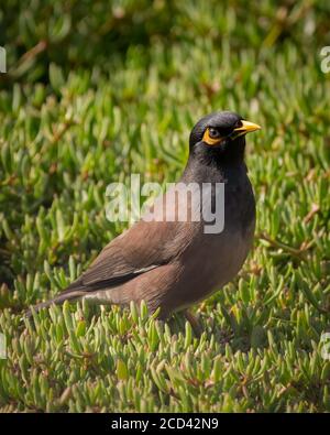 A Common Myna (Acridotheres tristis), foraging for food on the ground. Stock Photo