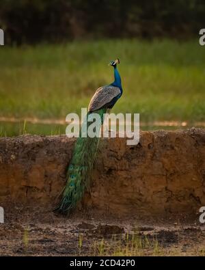 A gorgeous Indian Peafowl (Pavo cristatus), and its beautiful plumage, perched on a wall at Mangalore in Karnataka, India. Stock Photo