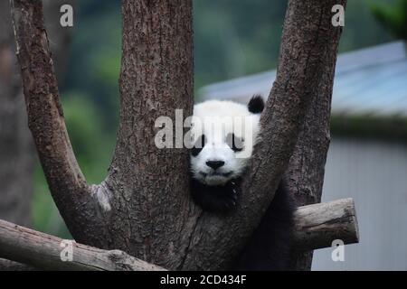 A panda sleeping after the Panda House closed is pictured at the China Conservation and Research Center for Giant Panda Shenshuping Base in Aba Tibeta Stock Photo