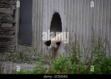 A panda sleeping after the Panda House closed is pictured at the China Conservation and Research Center for Giant Panda Shenshuping Base in Aba Tibeta Stock Photo