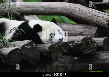 A panda sleeping after the Panda House closed is pictured at the China Conservation and Research Center for Giant Panda Shenshuping Base in Aba Tibeta Stock Photo