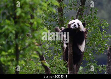 A panda sleeping after the Panda House closed is pictured at the China Conservation and Research Center for Giant Panda Shenshuping Base in Aba Tibeta Stock Photo