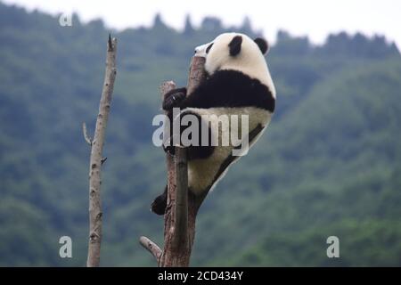 A panda sleeping after the Panda House closed is pictured at the China Conservation and Research Center for Giant Panda Shenshuping Base in Aba Tibeta Stock Photo