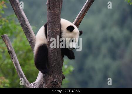 A panda sleeping after the Panda House closed is pictured at the China Conservation and Research Center for Giant Panda Shenshuping Base in Aba Tibeta Stock Photo