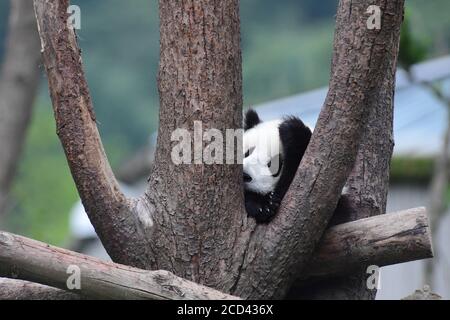 A panda sleeping after the Panda House closed is pictured at the China Conservation and Research Center for Giant Panda Shenshuping Base in Aba Tibeta Stock Photo