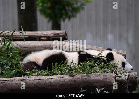 A panda sleeping after the Panda House closed is pictured at the China Conservation and Research Center for Giant Panda Shenshuping Base in Aba Tibeta Stock Photo