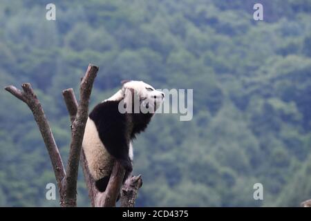 A panda sleeping after the Panda House closed is pictured at the China Conservation and Research Center for Giant Panda Shenshuping Base in Aba Tibeta Stock Photo