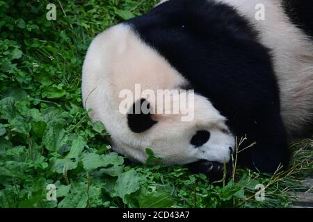 A panda sleeping after the Panda House closed is pictured at the China Conservation and Research Center for Giant Panda Shenshuping Base in Aba Tibeta Stock Photo