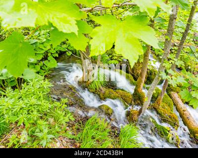 National park Plitvice lakes in Croatia Europe water flowing waterflow small river meandering under canopy of leaves trees Stock Photo