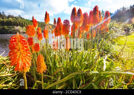 Aloe Vera flowers blossom in lake shore, New Zealand Stock Photo