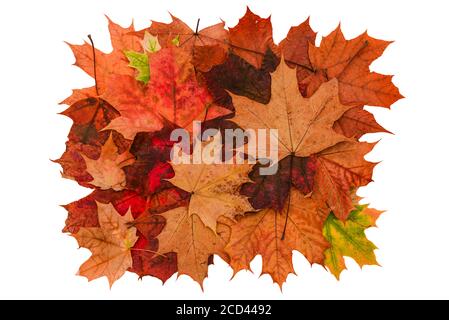 Autumn Mix Leaves Thanksgiving Autumn Leaves Falling Down Autumn Leaf In Move Stock Photo Alamy