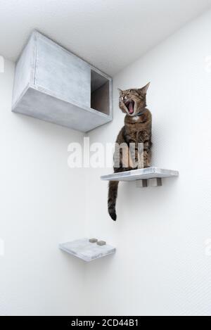 tired tabby domestic shorthair cat sitting on cat furniture shelf board in front of pet cave attached to white wall yawning Stock Photo