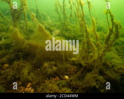 An underwater seascape from the Sound, Malmo Sweden. Green cold ocean water with yellow seaweed Stock Photo