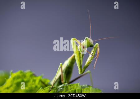 European Praying Mantis female or Mantis religiosa close up against dark background. Large predatory insect Stock Photo