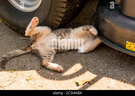 Cat sleeps directly under the car tyre Stock Photo