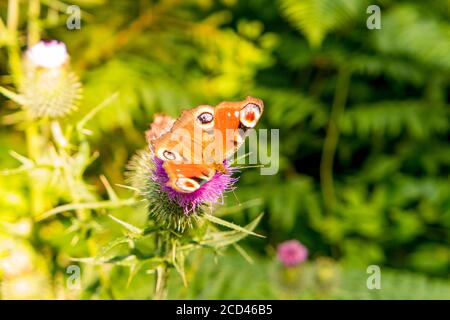 Peacock butterfly on a purple thistle Stock Photo