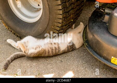 Cat sleeps directly under the car tyre Stock Photo