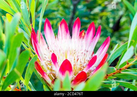 South African King Sugar Bush Pink Protea cynaroides in Kirstenbosch National Botanical Garden, Cape Town, South Africa. Stock Photo