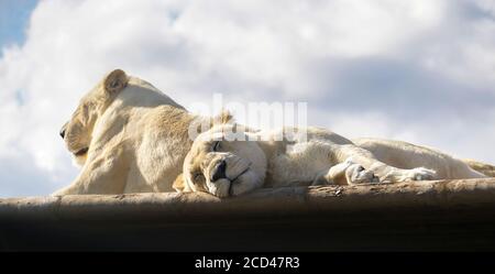 Panoramic close up of African white lions (Panthera leo) relaxing together sleeping outdoors in sunshine, West Midland Safari Park, UK. Stock Photo