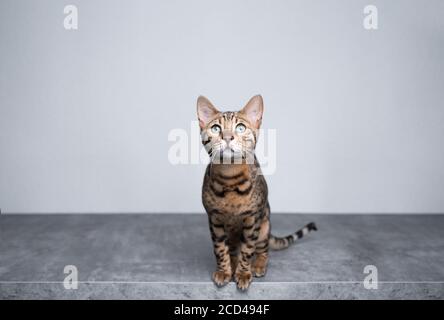 brown spotted tabby bengal kitten sitting on concrete floor in front of white wall looking up curiously Stock Photo